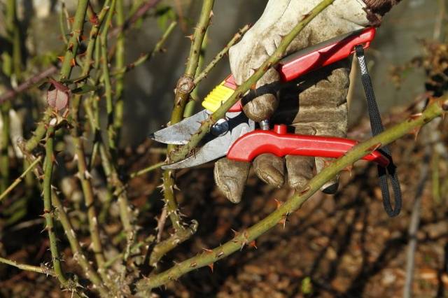 Pruning spray roses in spring