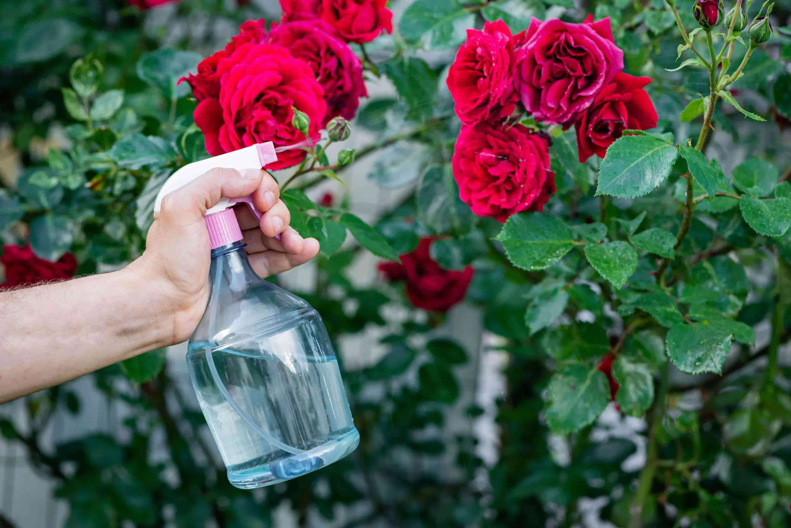 Pruning spray roses in spring