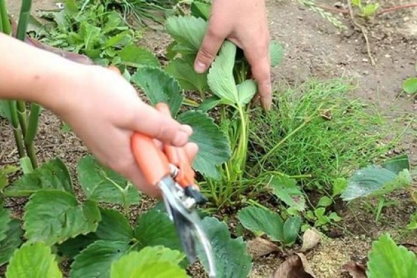 Pruning strawberries in autumn: how to cut them correctly