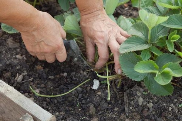 Pruning strawberries in autumn: how to cut them correctly