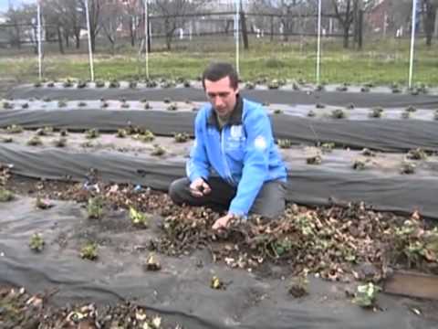 Pruning strawberries in autumn: how to cut them correctly