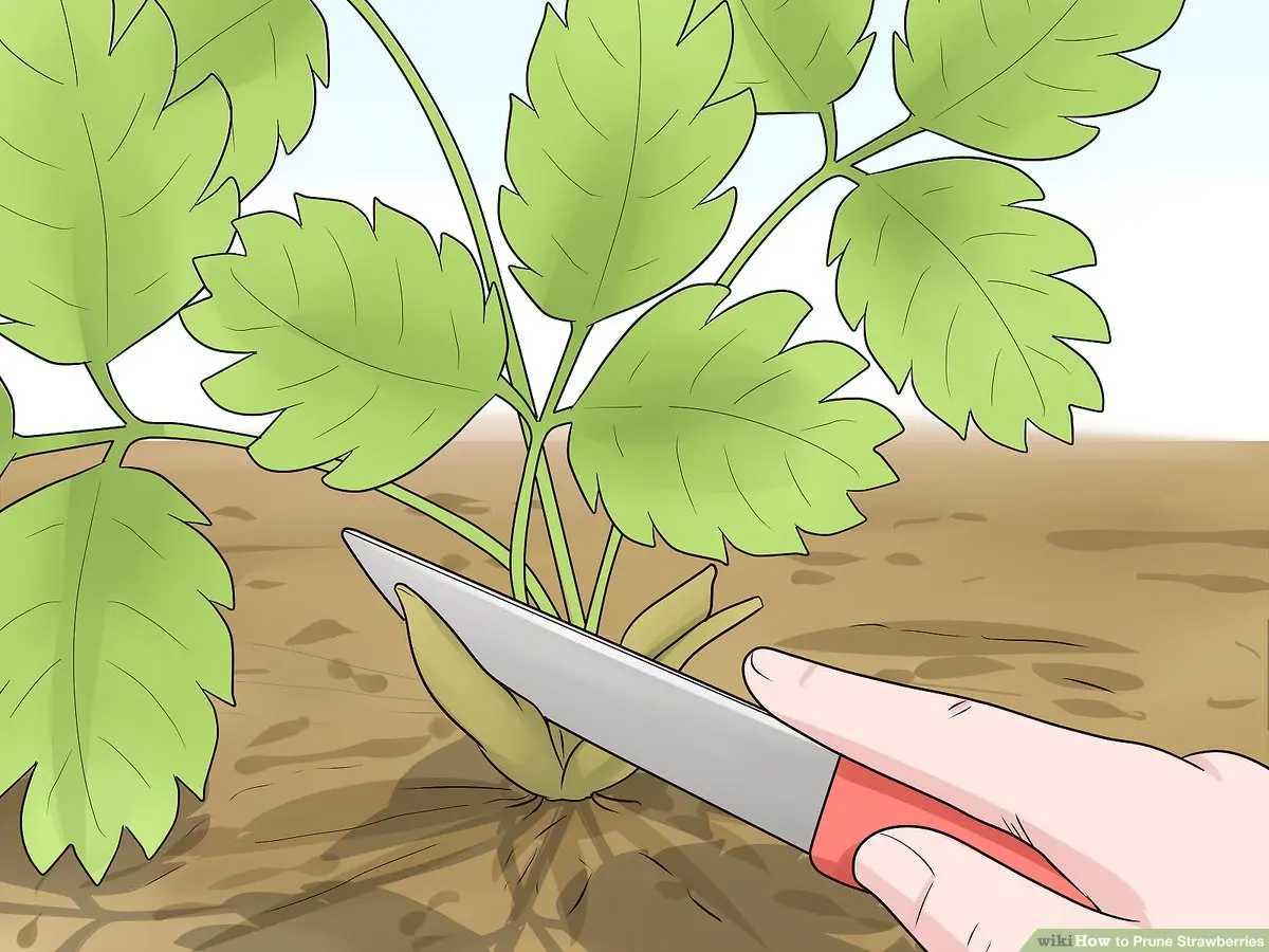 Pruning strawberries in autumn: how to cut them correctly