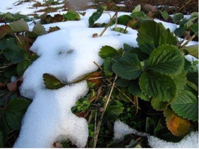 Pruning strawberries in autumn + video