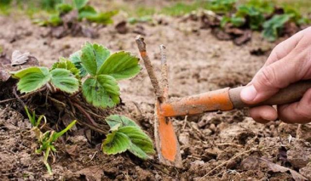 Pruning strawberries in autumn + video