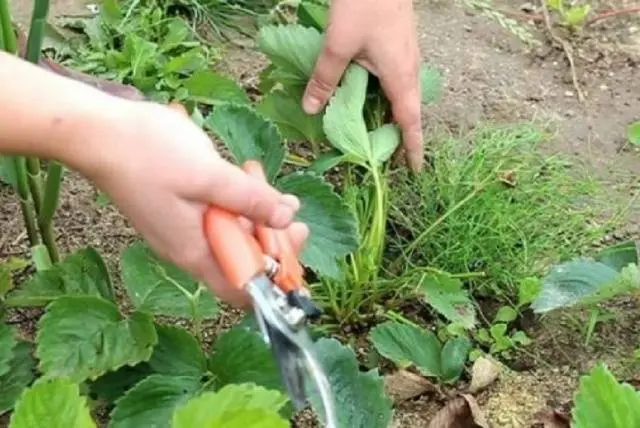 Pruning strawberries in autumn + video