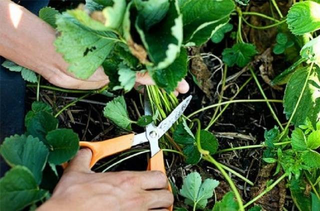 Pruning strawberries in autumn + video