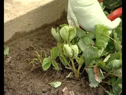 Pruning strawberries in autumn + video