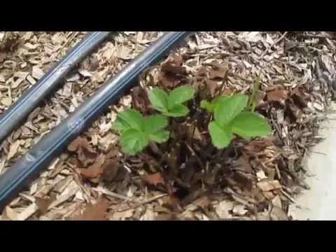 Pruning strawberries in autumn + video