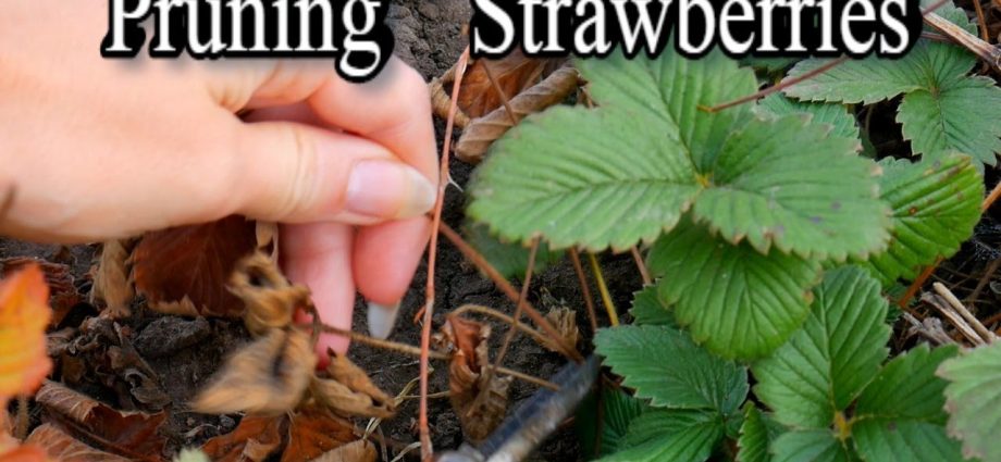 Pruning strawberries in autumn + video