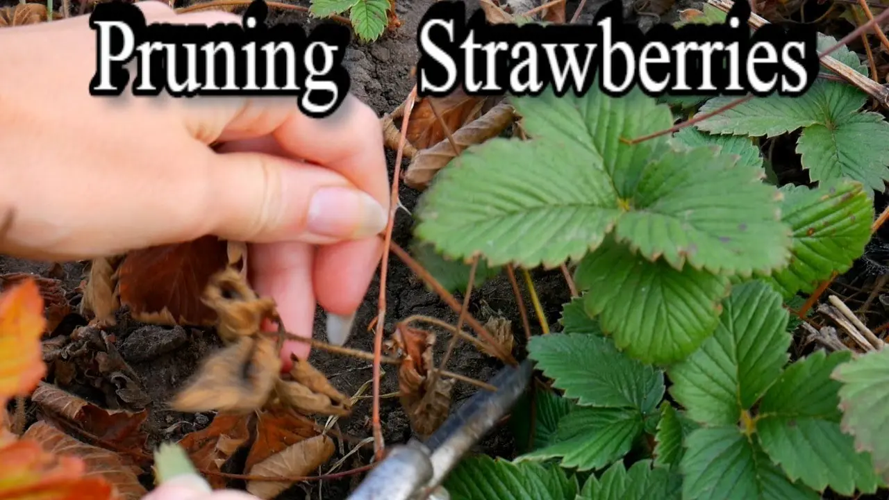 Pruning strawberries in autumn + video