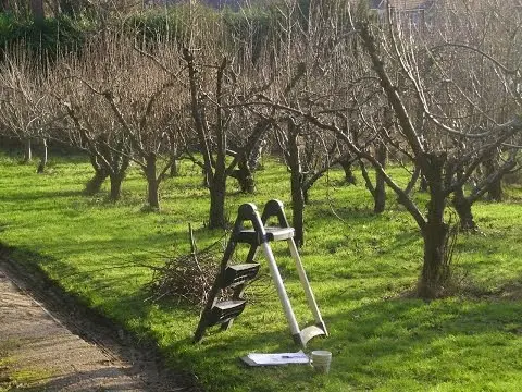 Pruning trees in the fall: getting rid of excess, preparing for winter