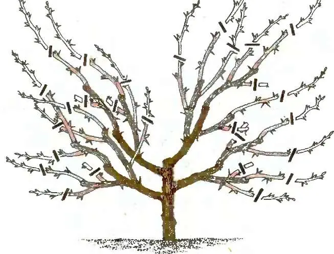 Pruning trees in the fall: getting rid of excess, preparing for winter