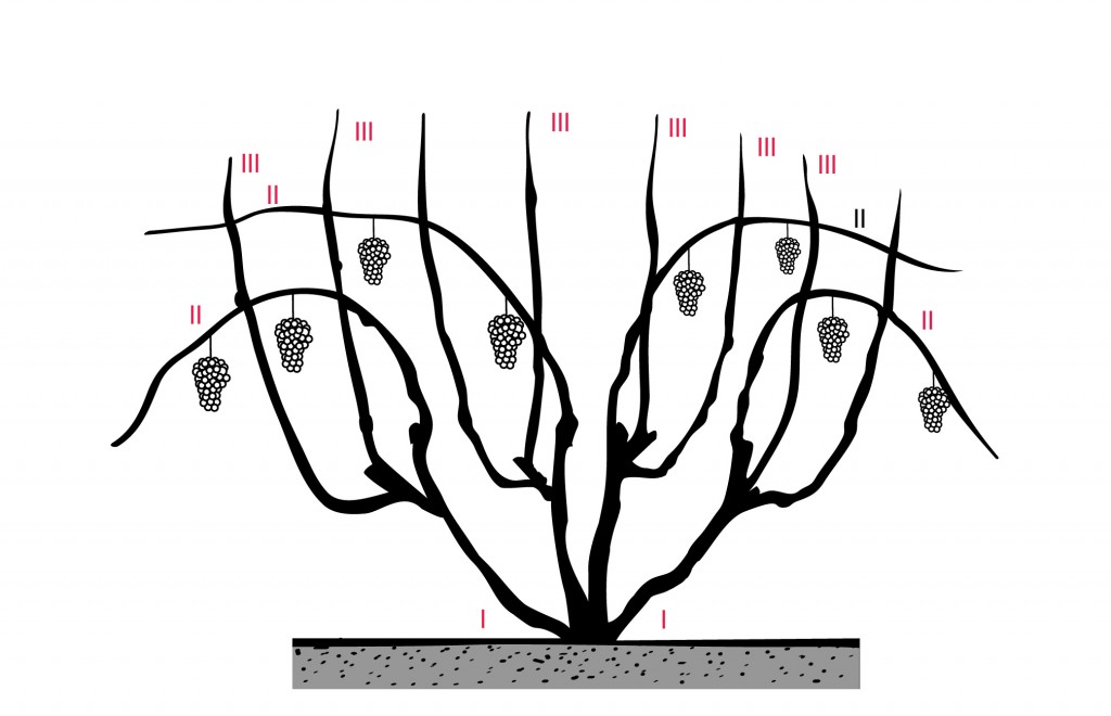 Pruning trees in the fall: getting rid of excess, preparing for winter