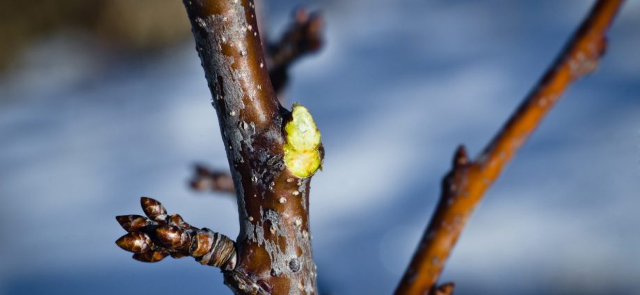 Pruning trees in the fall: getting rid of excess, preparing for winter