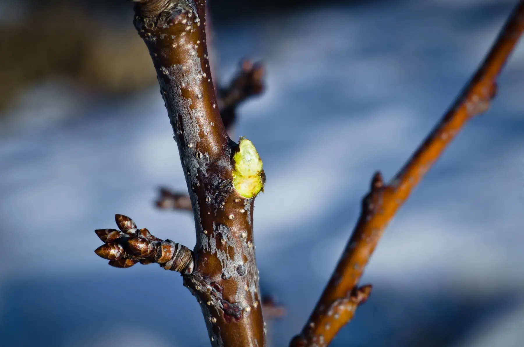 Pruning trees in the fall: getting rid of excess, preparing for winter