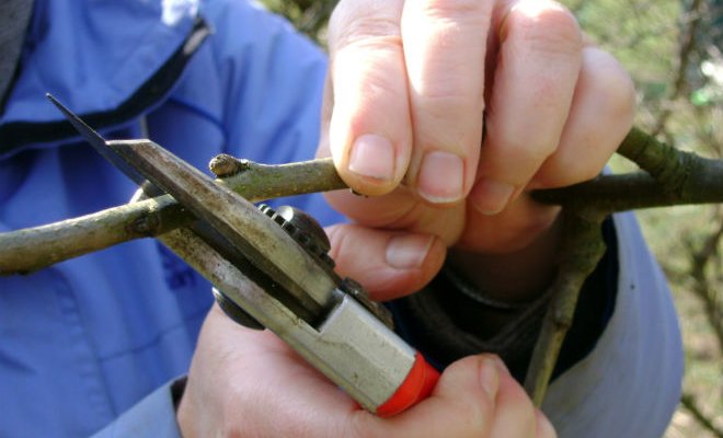 Pruning trees in winter in February: what is it for and how to do it