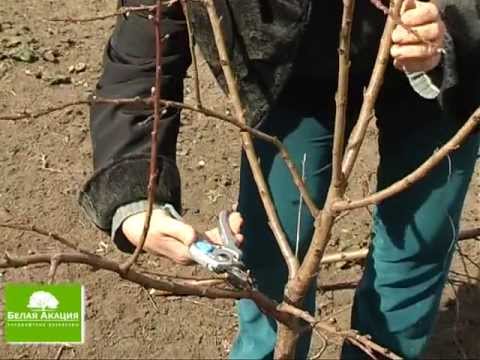 Pruning trees in winter in February: what is it for and how to do it