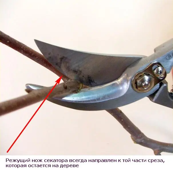 Pruning trees in winter in February: what is it for and how to do it