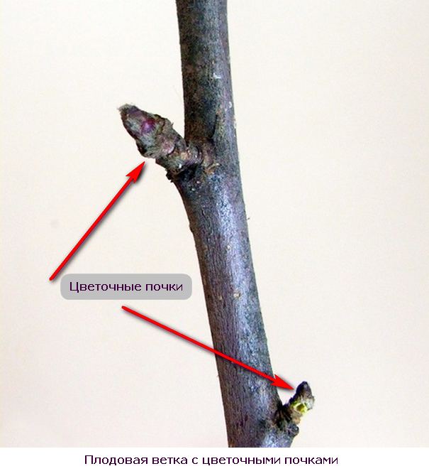 Pruning trees in winter in February: what is it for and how to do it