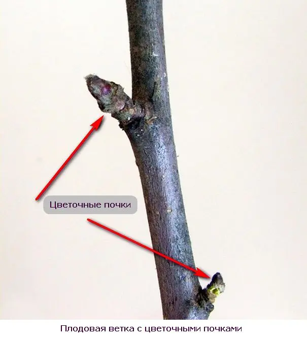 Pruning trees in winter in February: what is it for and how to do it