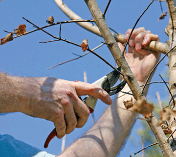 Pruning trees in winter in February: what is it for and how to do it