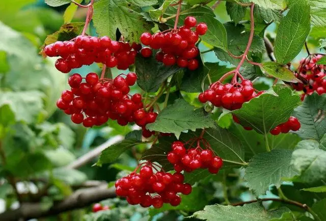 Pruning viburnum and forming a bush