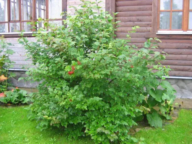 Pruning viburnum and forming a bush