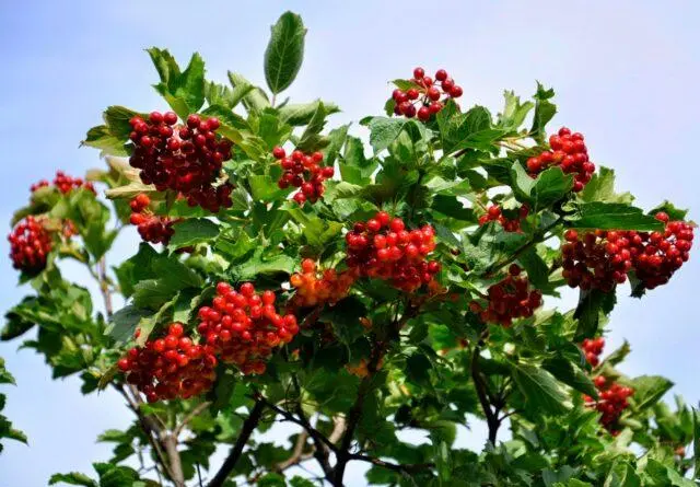 Pruning viburnum and forming a bush