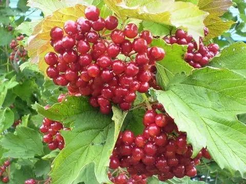 Pruning viburnum and forming a bush