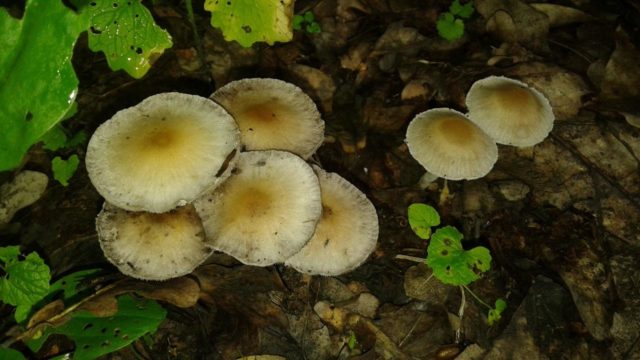 Psatirella Candolla: description and photo, edibility