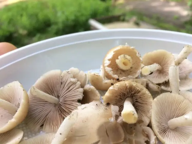 Psatirella Candolla: description and photo, edibility