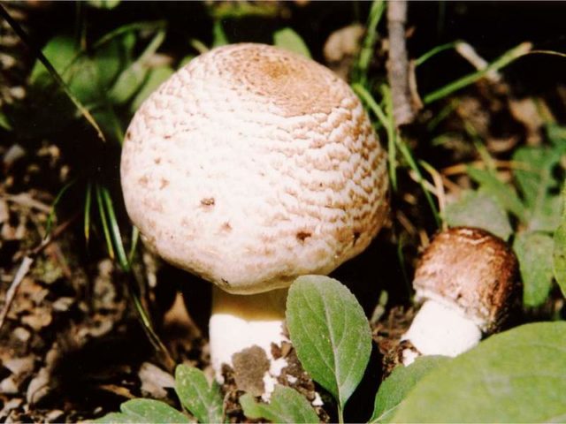 Psatirella Candolla: description and photo, edibility