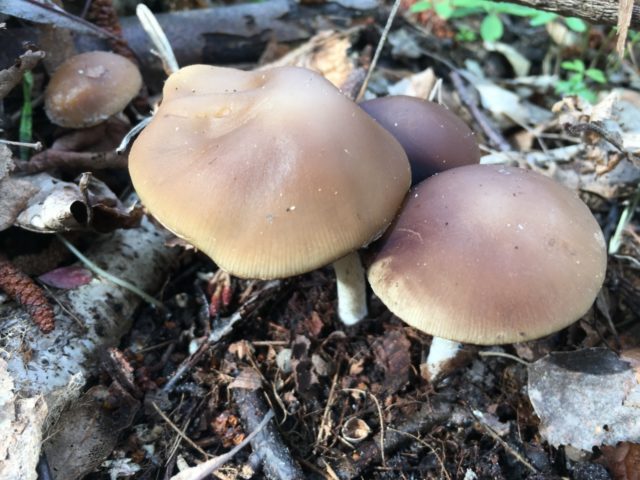 Psatirella Candolla: description and photo, edibility