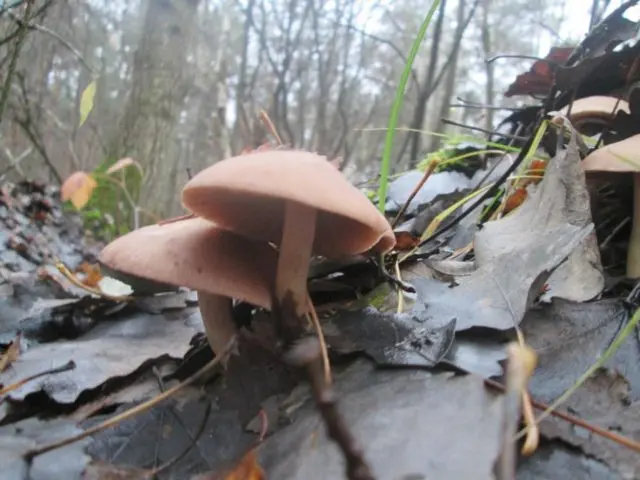 Psatirella chestnut: description and photo, edibility