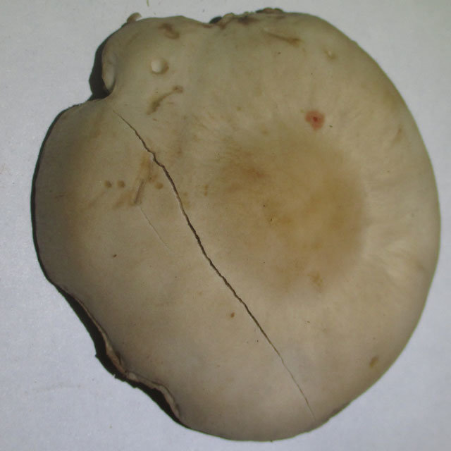 Psatirella chestnut (Homophron spadiceum) photo and description
