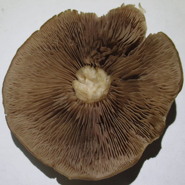 Psatirella chestnut (Homophron spadiceum) photo and description