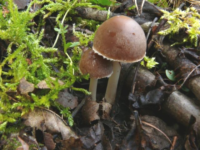 Psatirella gray-brown: description and photo, edibility