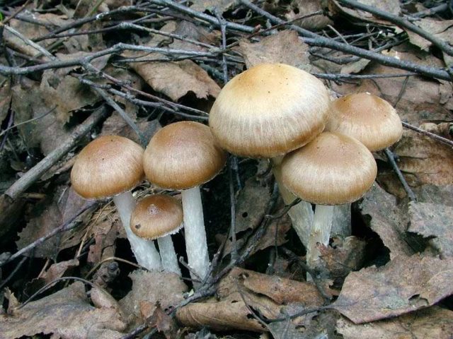 Psatirella gray-brown: description and photo, edibility