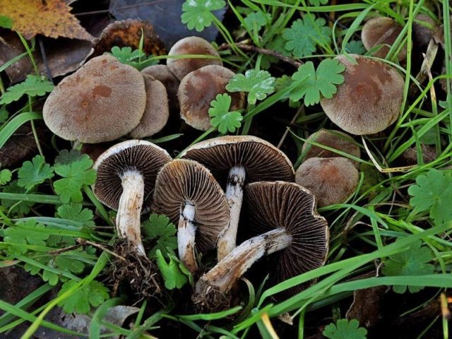 Psatirella gray-brown: description and photo, edibility