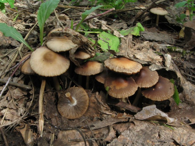 Psatirella gray-brown: description and photo, edibility