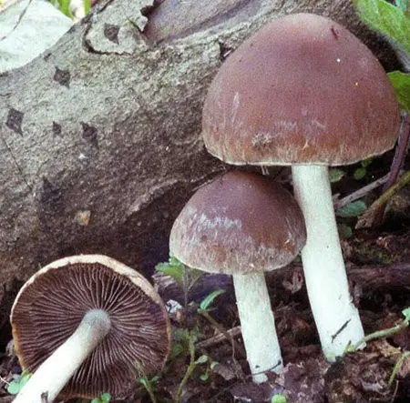 Psatyrella gray-brown (Psathyrella spadiceogrisea) photo and description