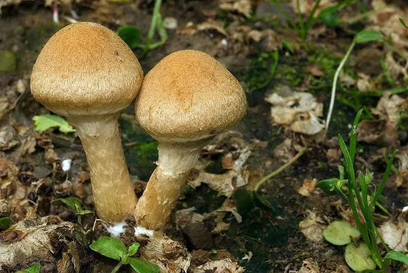 Psatyrella velvety (Psathyrella lacrymabunda) photo and description