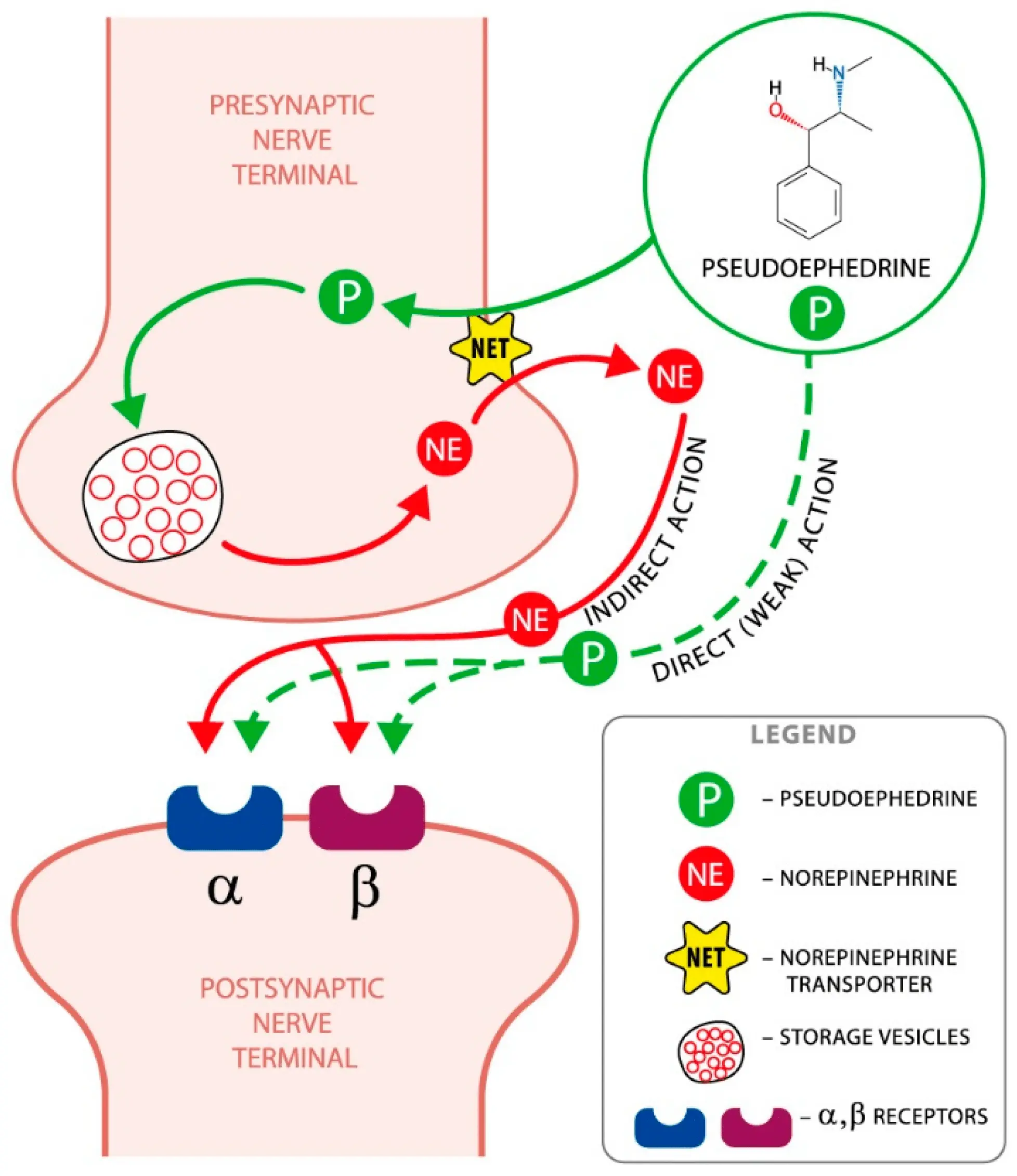 Pseudoephedrine &#8211; action, use, contraindications, side effects. Pseudoephedrine interactions