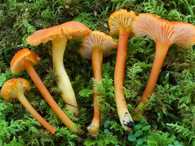 Pseudohygrocibe chanterelle: description, edibility and photo