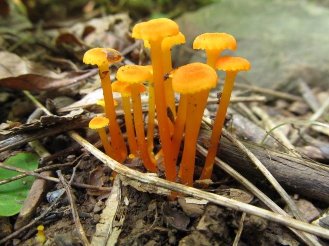 Pseudohygrocibe chanterelle: description, edibility and photo