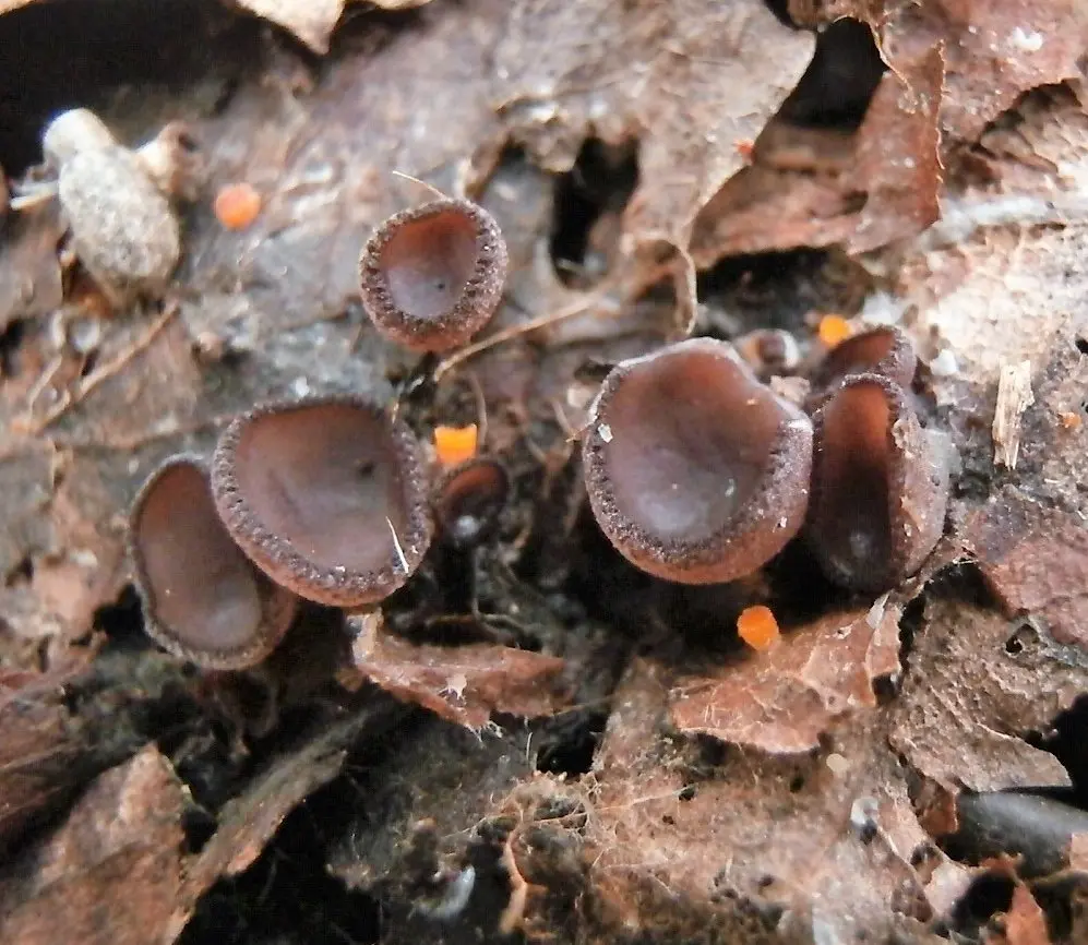 Pseudombrophila crowded (Pseudombrophila aggregata) photo and description