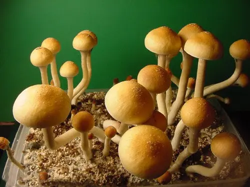Psilocybe cubensis (Psilocybe cubensis) photo and description