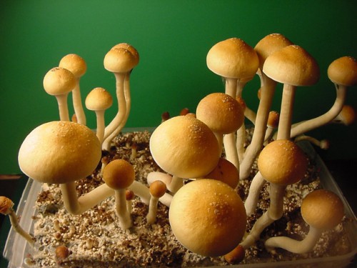 Psilocybe cubensis (Psilocybe cubinskaya, San Isidro): photo and description