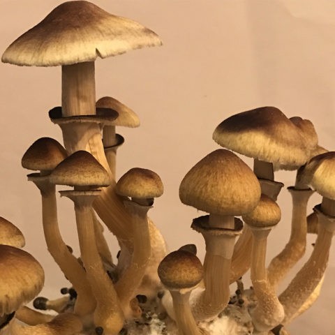 Psilocybe cubensis (Psilocybe cubinskaya, San Isidro): photo and description