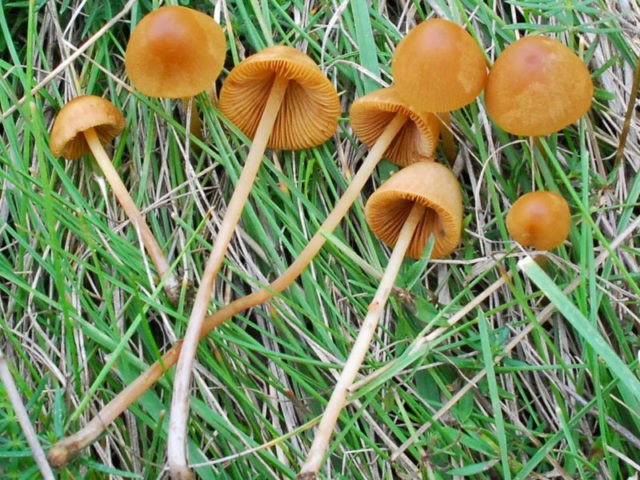 Psilocybe cubensis (Psilocybe cubinskaya, San Isidro): photo and description